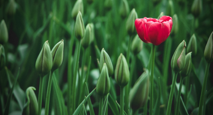 single red tulip blooming in a field of green tulips