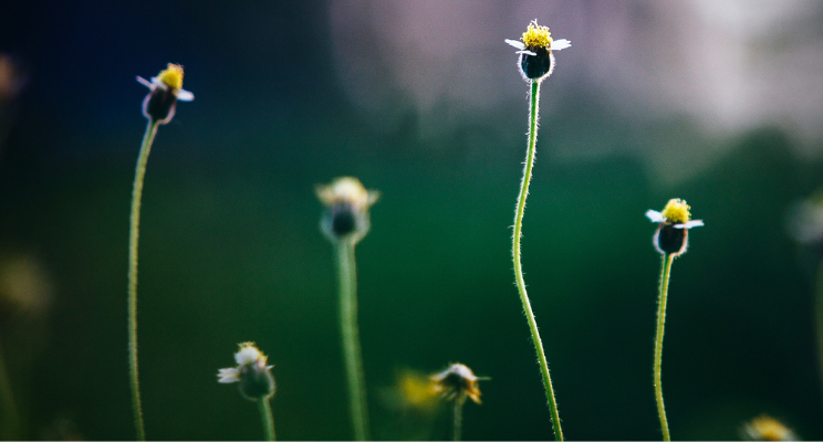 small yellow