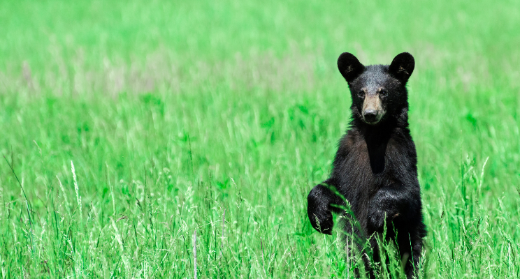 black bear in the middle of a lush green field